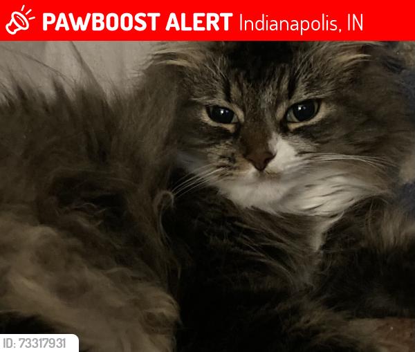 Lost Female Cat last seen N college and 60 th street, Indianapolis, IN 46220