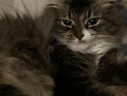 Lost Female Cat last seen N college and 60 th street, Indianapolis, IN 46220