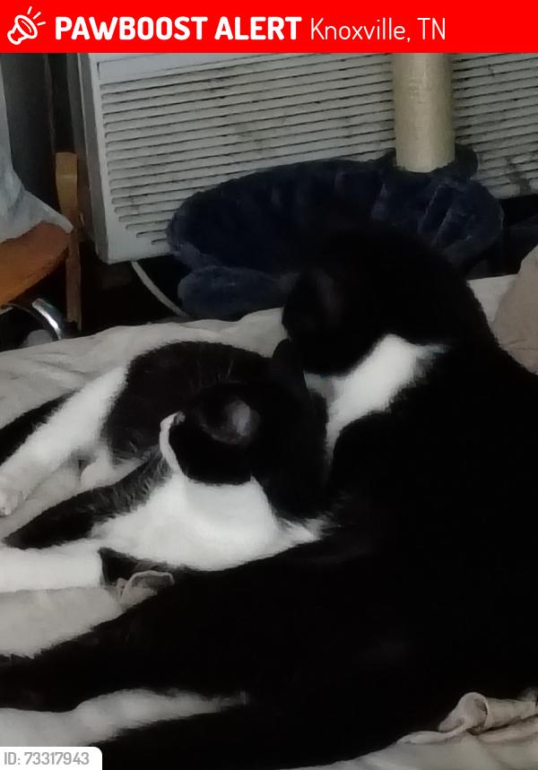 Lost Female Cat last seen Merchants, Knoxville, TN 37912