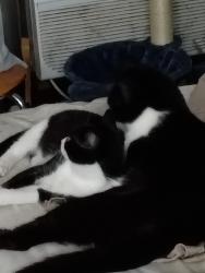 Lost Female Cat last seen Merchants, Knoxville, TN 37912
