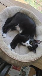 Reunited Female Cat last seen W Ash & 10th St Lebanon Or, Lebanon, OR 97355
