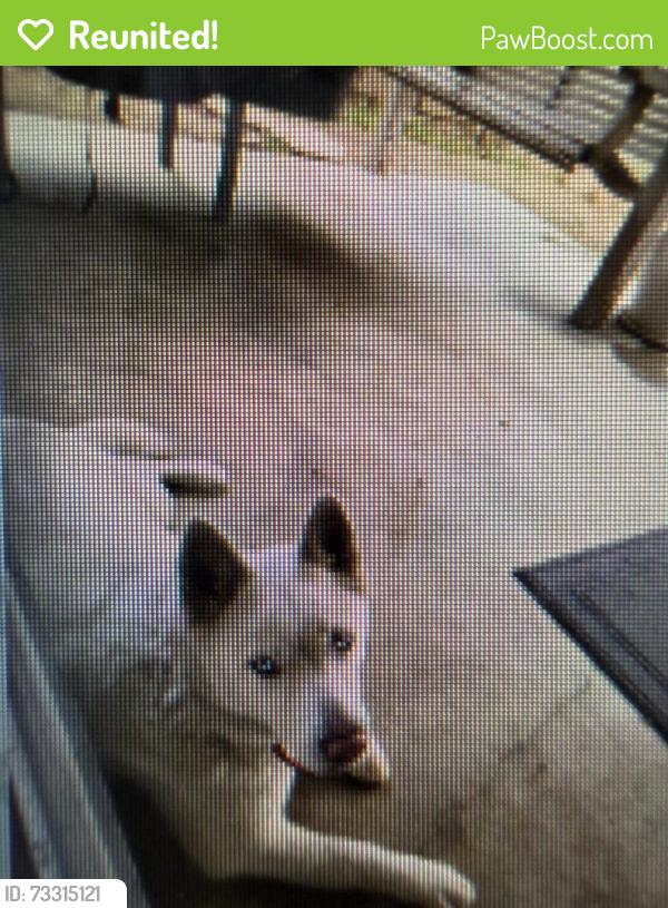 Reunited Female Dog last seen Near Somerset St. Buena Park, CA 90621, Buena Park, CA 90621