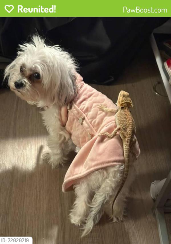 Reunited Female Dog last seen Near Giza drive, Fayetteville, NC 28303