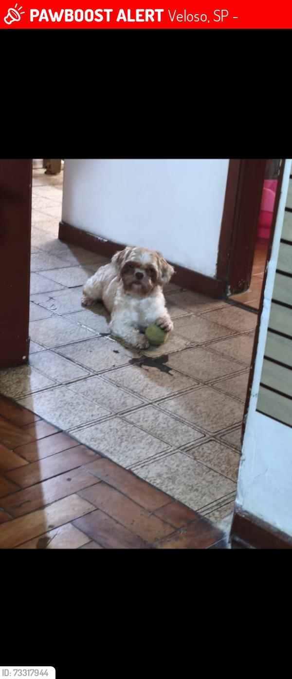 Lost Male Dog last seen Avenida da rua Paissandu, Veloso, SP 06144-290