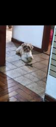 Lost Male Dog last seen Avenida da rua Paissandu, Veloso, SP 06144-290