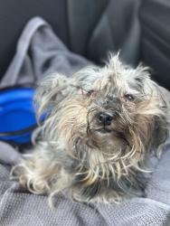 Found/Stray Female Dog last seen Highland Meadows Elementary School, Dallas, TX 75238