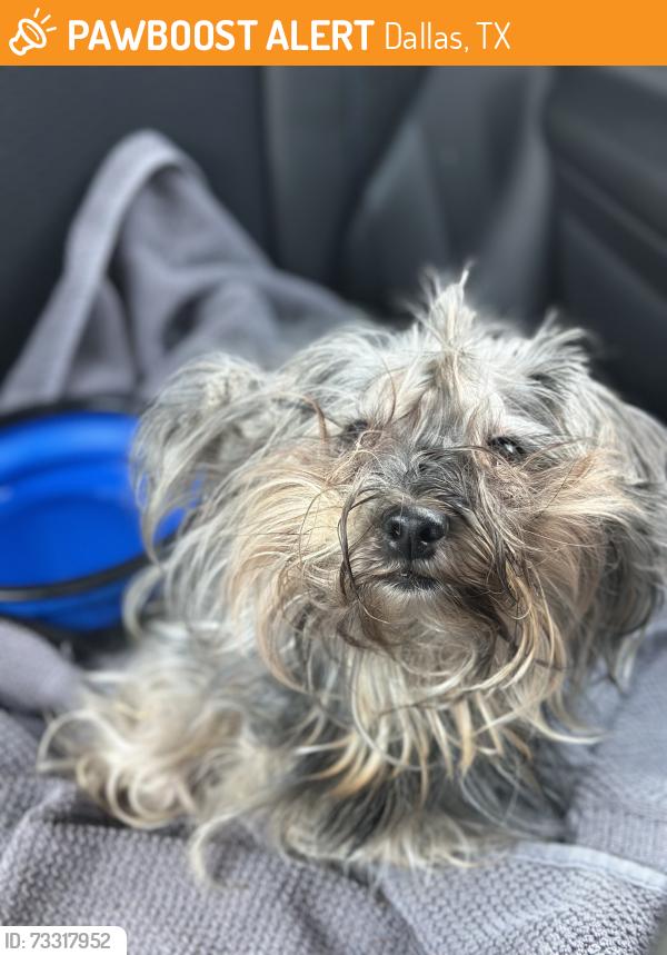 Found/Stray Female Dog last seen Highland Meadows Elementary School, Dallas, TX 75238