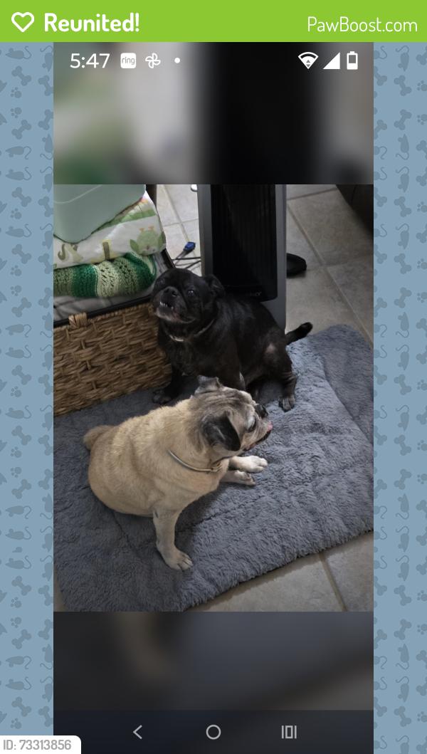 Reunited Male Dog last seen Mulberry Path and Amber knoll, San Antonio, TX 78251