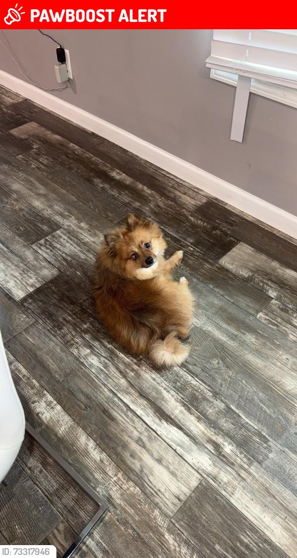 Lost Male Dog last seen Near falcon rd, North Charleston, SC 29406