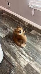 Lost Male Dog last seen Near falcon rd, North Charleston, SC 29406