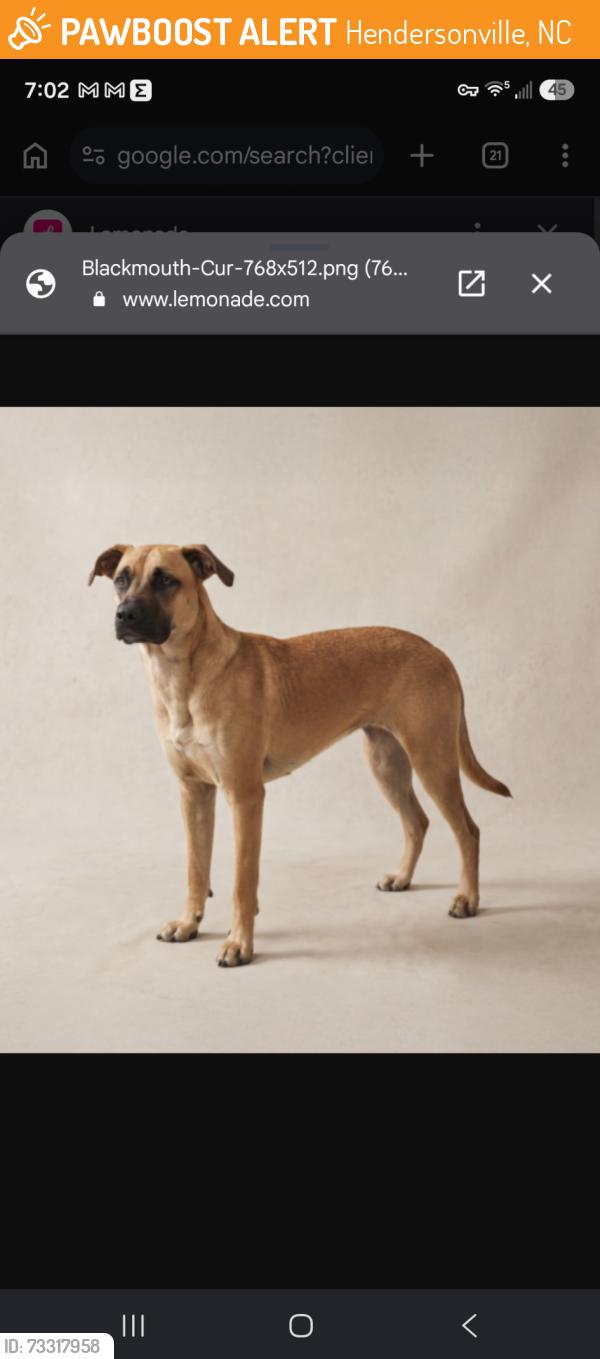 Found/Stray Unknown Dog last seen Raymond garden center, Hendersonville, NC 28792