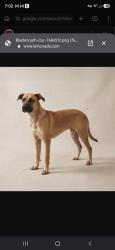 Found/Stray Unknown Dog last seen Raymond garden center, Hendersonville, NC 28792