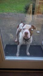 Found/Stray Male Dog last seen Water treatment plant on Brookshire blvd, Charlotte, NC 28216