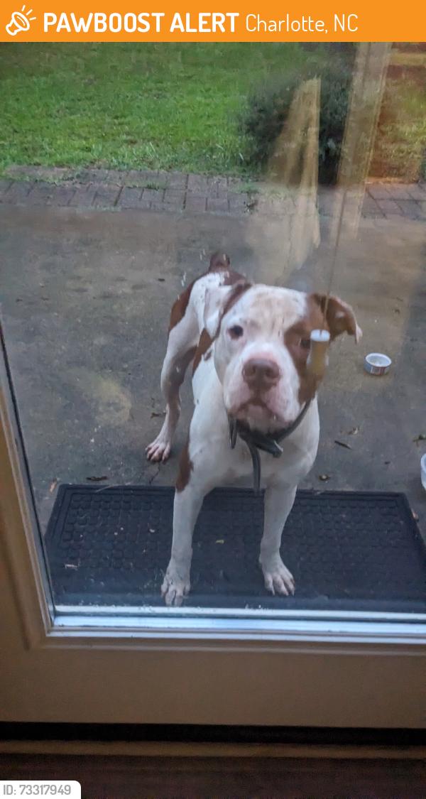 Found/Stray Male Dog last seen Water treatment plant on Brookshire blvd, Charlotte, NC 28216