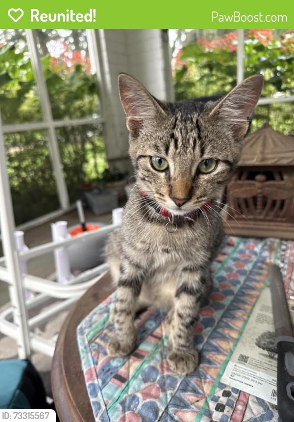 Reunited Male Cat last seen 14th St and 11th Ave, Ocala, FL 34471