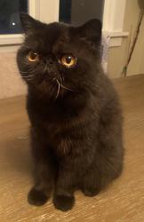 Lost Female Cat last seen St Rose Church, Portland, OR 97212