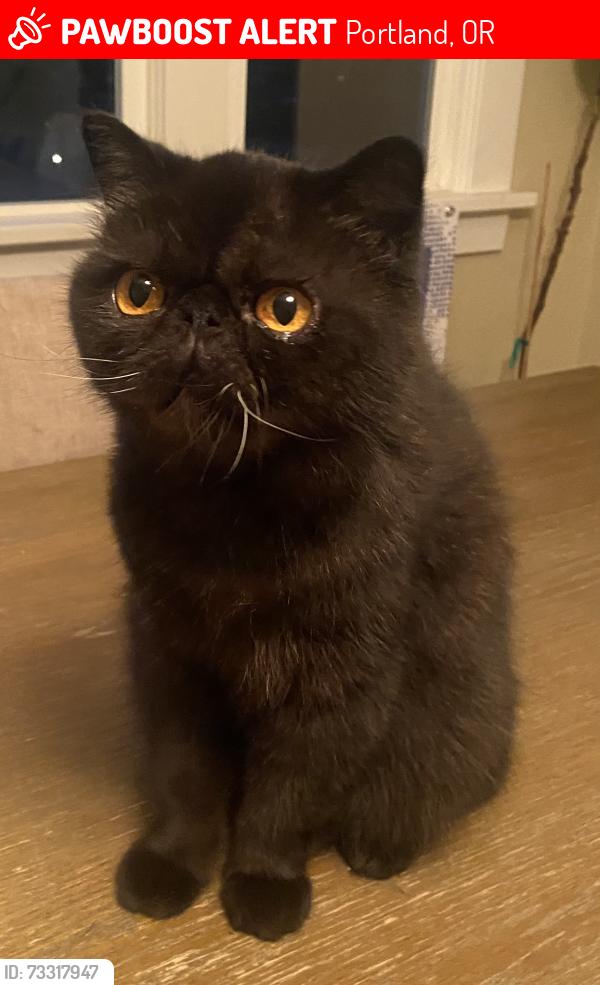 Lost Female Cat last seen St Rose Church, Portland, OR 97212