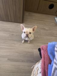 Reunited Female Dog last seen Fannett Road, Beaumont, TX 77705
