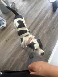 Lost Female Cat last seen Near wabash st, San Jose, CA 95128