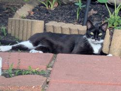 Reunited Female Cat last seen Driftwood & Fairmont Parkway, La Porte, TX 77571