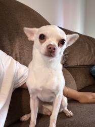 Reunited Female Dog last seen Near becerly pl san marcos, San Marcos, CA 92078