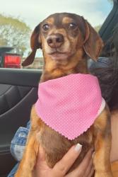 Reunited Female Dog last seen Nw 3rd Ave and nw 38th st, Pompano Beach, FL 33064