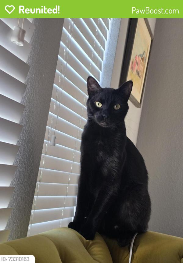 Reunited Male Cat last seen Enclave at quail crossing apmts, Friendswood, TX 77546