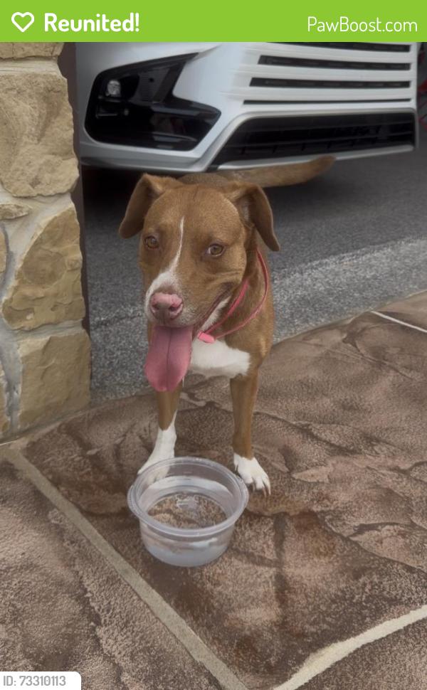 Reunited Female Dog last seen Annetta Center Pointe Rd and Dixon Rd, Aledo, TX 76008