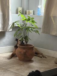 Lost Female Dog last seen 15th st and 304th st and krome, Homestead, FL 33030