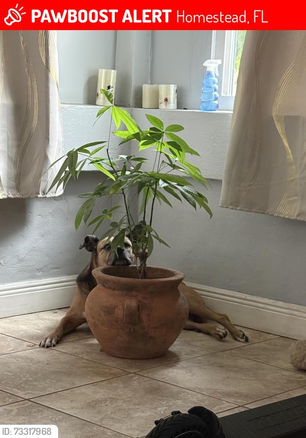 Lost Female Dog last seen 15th st and 304th st and krome, Homestead, FL 33030