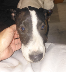 Reunited Male Dog last seen 29th & Alvernon, Tucson, AZ 85711