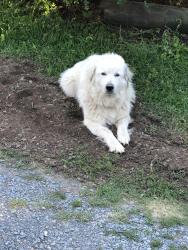Lost Female Dog last seen Near north, Lee Park Church, Monroe, NC 28110
