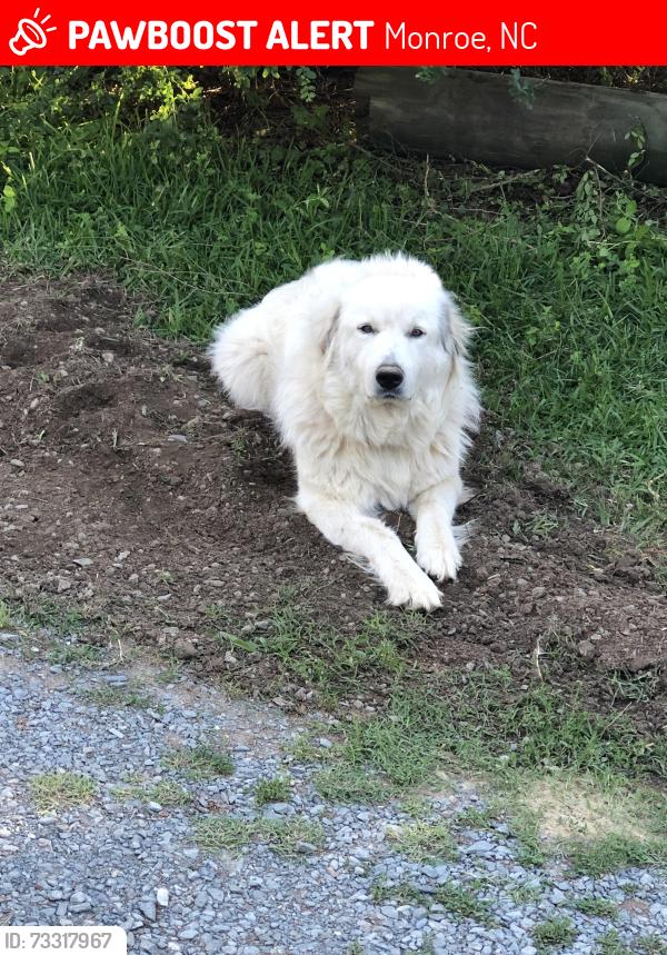 Lost Female Dog last seen Near north, Lee Park Church, Monroe, NC 28110