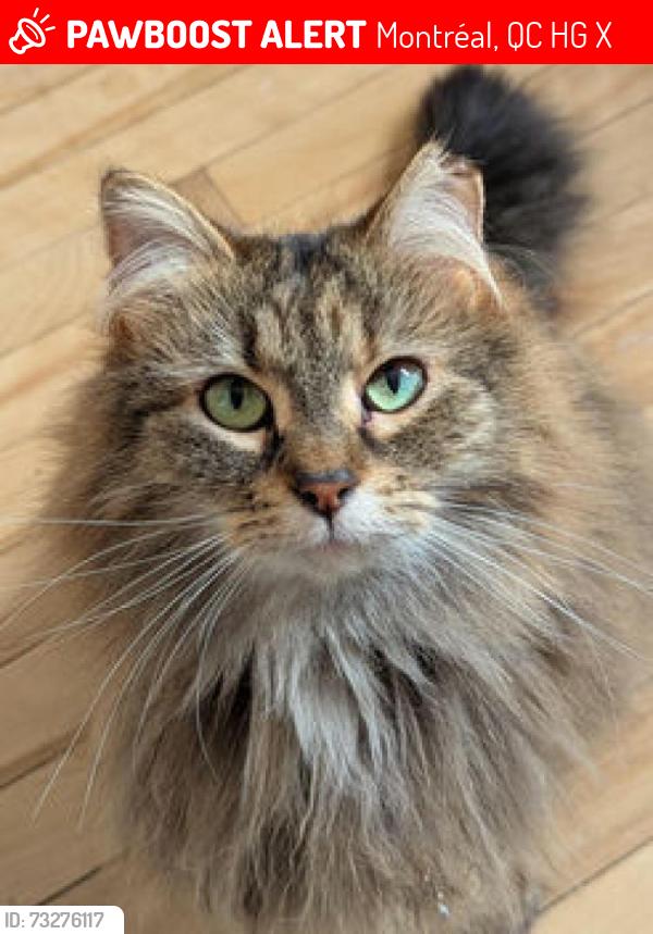 Lost Female Cat last seen 3e, between Verdun and Bannantyne, Montréal, QC H4G 2X6