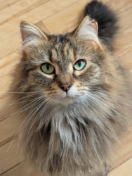 Lost Female Cat last seen 3e, between Verdun and Bannantyne, Montréal, QC H4G 2X6