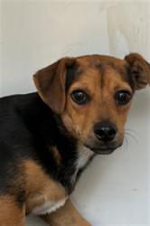 Shelter Stray Male Dog last seen Near BLK LENZ CT, BAKERSFIELD, CA, 201 S Mt Vernon Ave, Bakersfield, CA 93307, USA