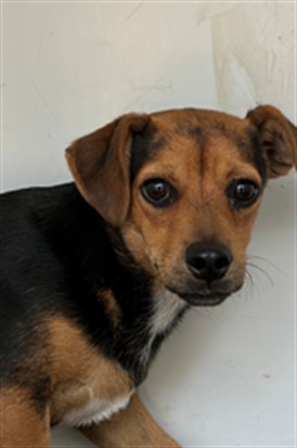 Shelter Stray Male Dog last seen Near BLK LENZ CT, BAKERSFIELD, CA, 201 S Mt Vernon Ave, Bakersfield, CA 93307, USA