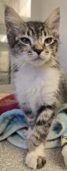 Shelter Stray Male Cat last seen Near BLOCK W JOHNSTON AVE, HEMET CA 92543, 581 S Grand Ave, San Jacinto, CA 92582, USA