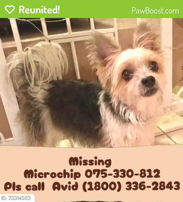 Reunited Male Dog last seen Boulder City, NV, USA, Boulder City, NV 89005