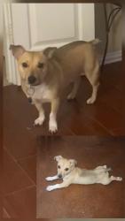 Lost Male Dog last seen Danieldale/Clark, Duncanville, TX 75249