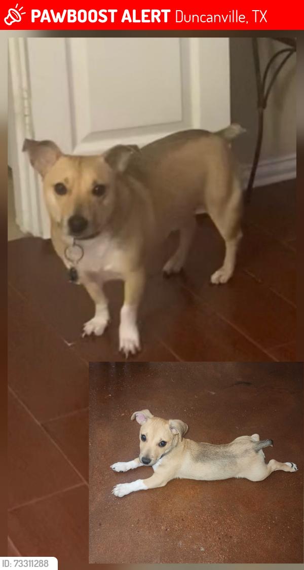 Lost Male Dog last seen Danieldale/Clark, Duncanville, TX 75249