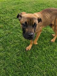 Shelter Stray Male Dog last seen CHESTERFIELD COURT, 1601 Airport Rd, Shelby, NC 28150, USA