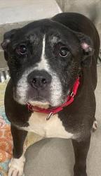 Shelter Stray Male Dog last seen Near BLOCK NE 20 CT, WILTON MANORS FL 33305, 2400 SW 42nd St, Fort Lauderdale, FL 33312, USA