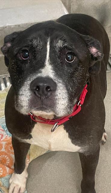 Shelter Stray Male Dog last seen Near BLOCK NE 20 CT, WILTON MANORS FL 33305, 2400 SW 42nd St, Fort Lauderdale, FL 33312, USA