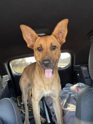 Found/Stray Female Dog last seen 2673–2693 CR-174 Kilgore, TX 75684 United States, Rusk County, TX 75662