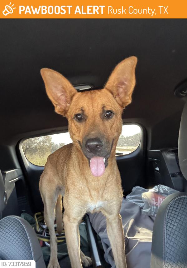 Found/Stray Female Dog last seen 2673–2693 CR-174 Kilgore, TX 75684 United States, Rusk County, TX 75662