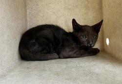 Shelter Stray Unknown Cat last seen , 5210 W Ave I, Lancaster, CA 93536, USA