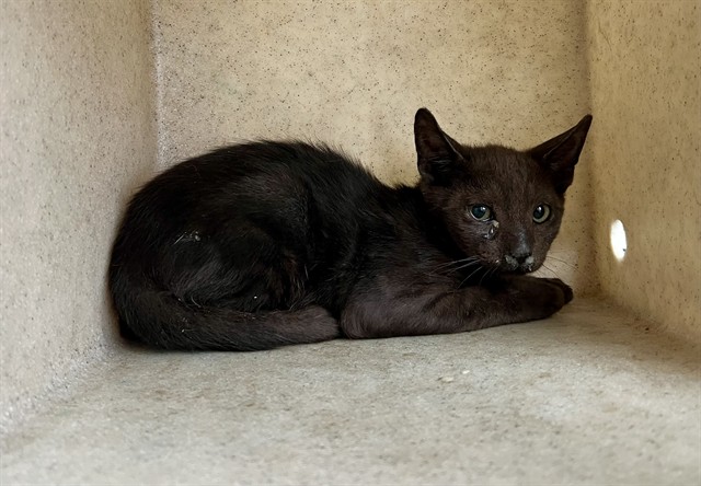 Shelter Stray Unknown Cat last seen , 5210 W Ave I, Lancaster, CA 93536, USA