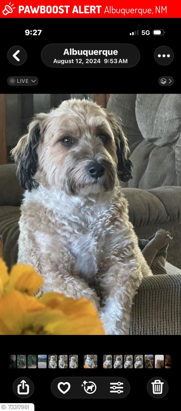 Lost Male Dog last seen Vista Del Norte and Osuna, Albuquerque, NM 87113
