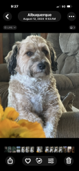 Lost Male Dog last seen Vista Del Norte and Osuna, Albuquerque, NM 87113